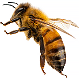 Buckfast Hybrid Honey Bee